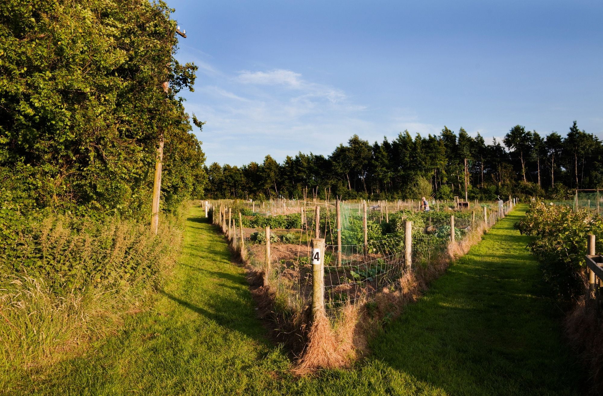 Allotment near the Wonderful Barn Celbridge County Kildare Ireland Canvas Art - Panoramic Images (27 x 9)