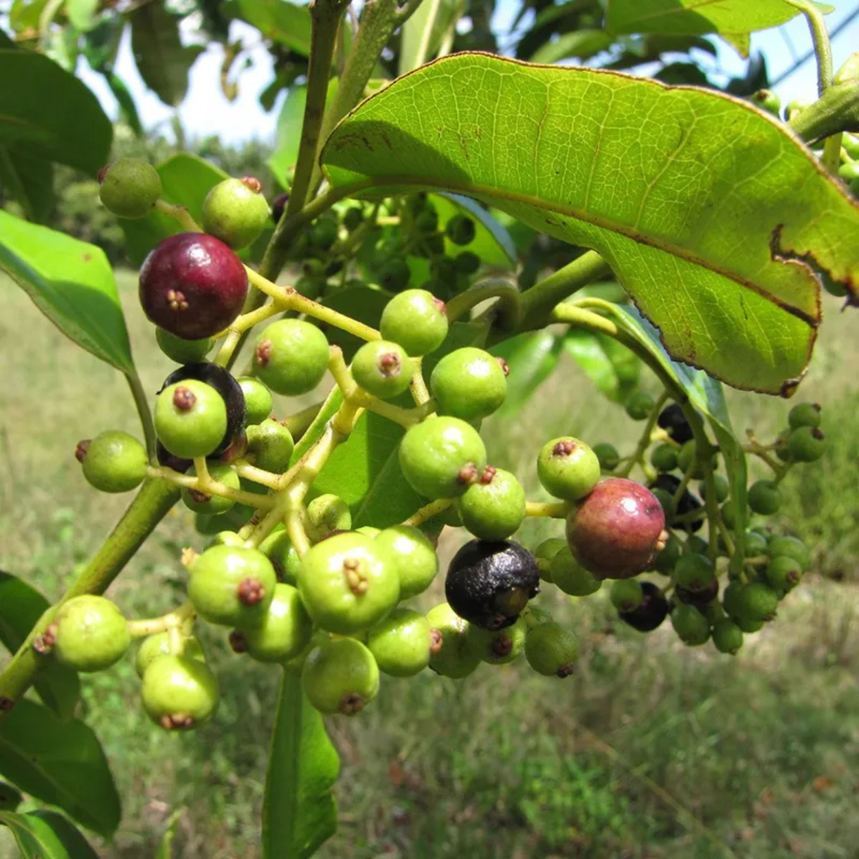 Allspice Tree Plant Live 8–10 Inch Tall, Pimenta Dioica Dormant Tree ...