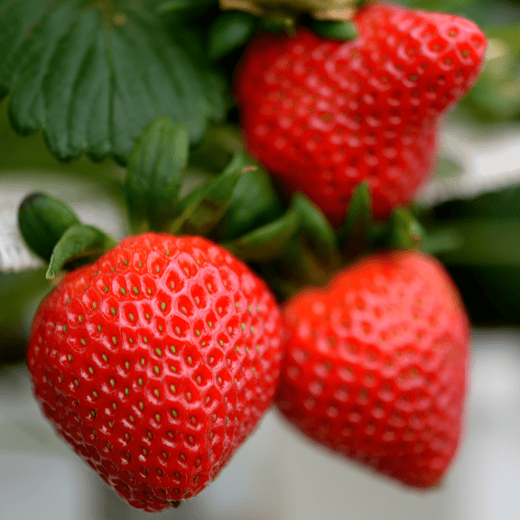 Allstar Strawberry Roots Bare Root Plants | Mid-Season June-Bearing Variety | Large, Sweet, Juicy Berries | Non-GMO