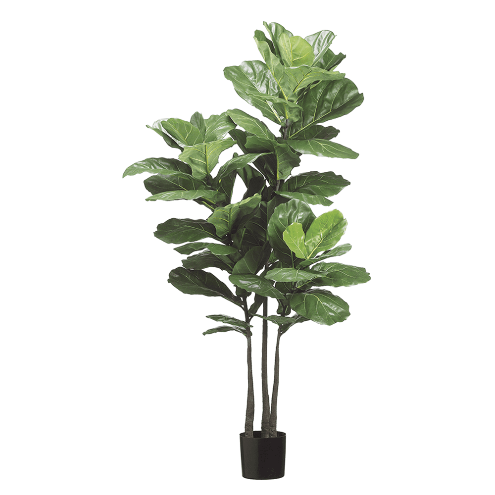 70" Tall Green Silk Fiddle Leaf Plant in Black Pot