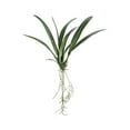 thumbnail image 1 of Allstate Floral & Craft JYL803-GR 24 in. Silk Oncidium Orchid Leaf Plant Stem - Green, 1 of 2