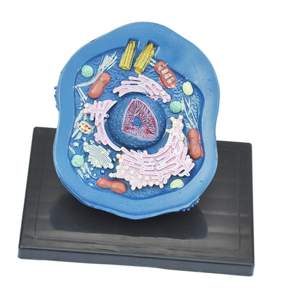Almencla Animal Cellular Model Teaching Aids ,Stem Kits, Experimental Model Anatomical Model Educational Science Kits, for Display