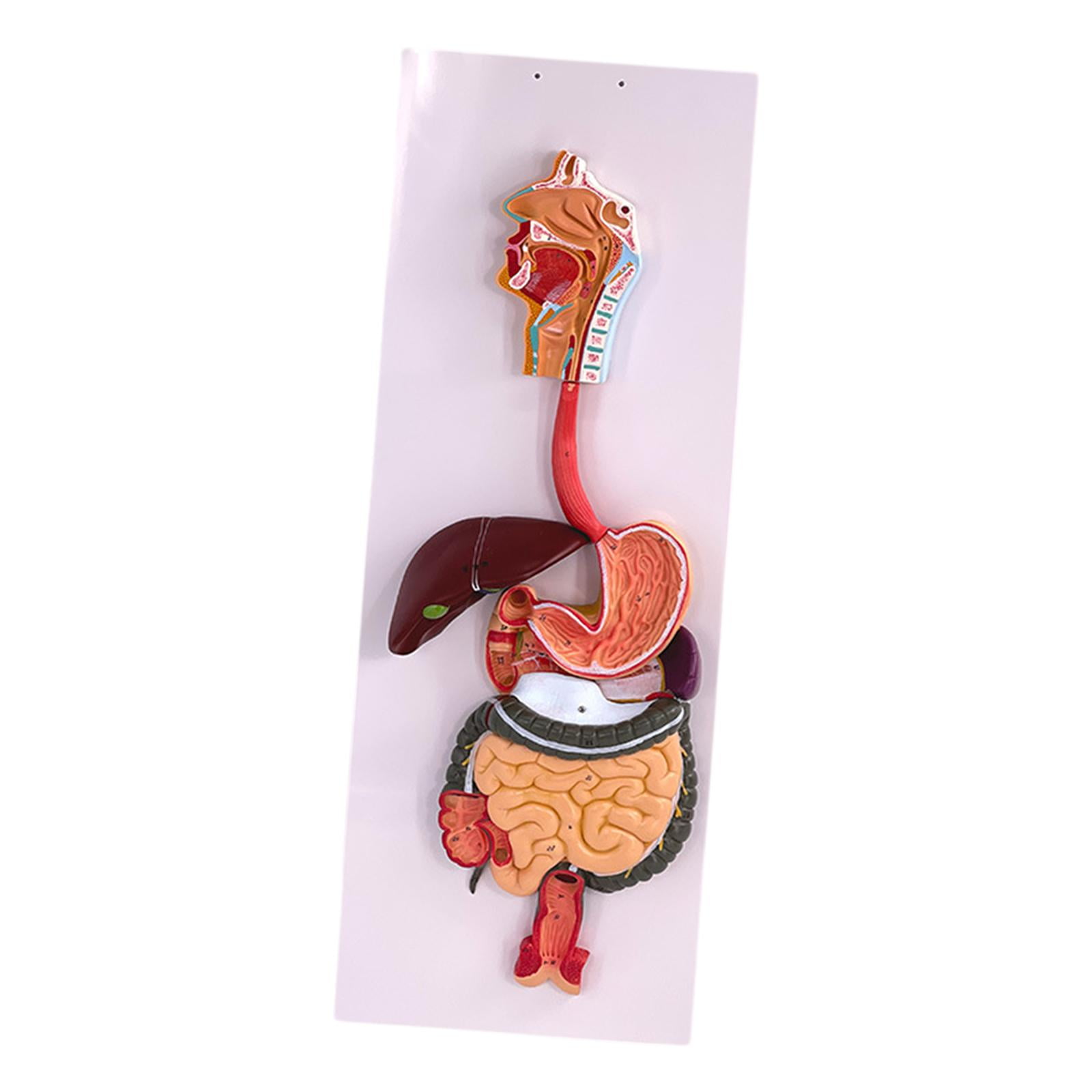 Almencla Digestive System Demonstration Model Biology Teaching Props ...