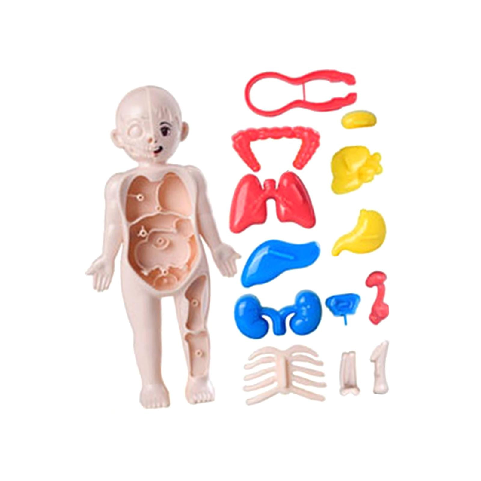 Almencla Human Body Puzzle for Kids Body Parts Organs for Teaching Tool Preschool