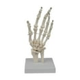 thumbnail image 1 of Almencla Human Hand Model Educational Model Realistic Sturdy Teaching Aid Human Skeleton Models for Research Learning Display, 1 of 8
