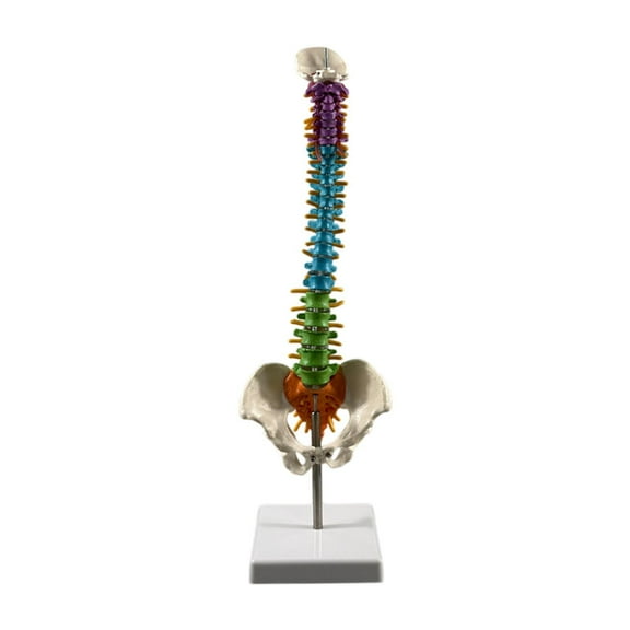 Almencla Human Spine Model Model Demonstration with Stand Human Spine Skeleton Statue Vertebral Column for Display Instruction