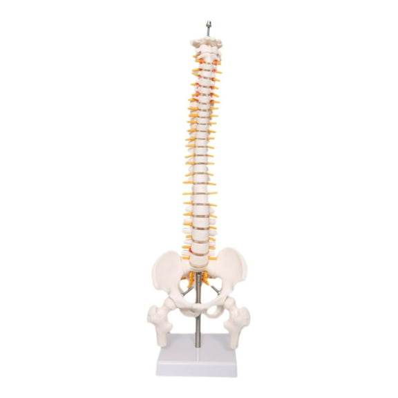 Almencla Human Spine Model Skeleton Learning Teaching Aids,Medical with Stand 17.7inch Vertebral Column Model for School Science Study