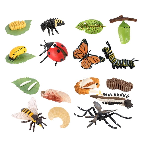 Almencla Life Cycle Learning Toys Preschool Teaching Tools Biology Model Life Science Education Kits for Games Teaching Birthday Gifts D