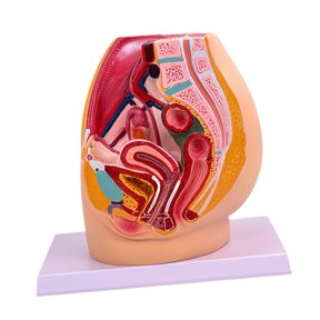Almencla Pelvis Reproductive Model Urinary Reproductive System, Lightweight with Muscular, Detailed Human Pelvis Organ Model , Female