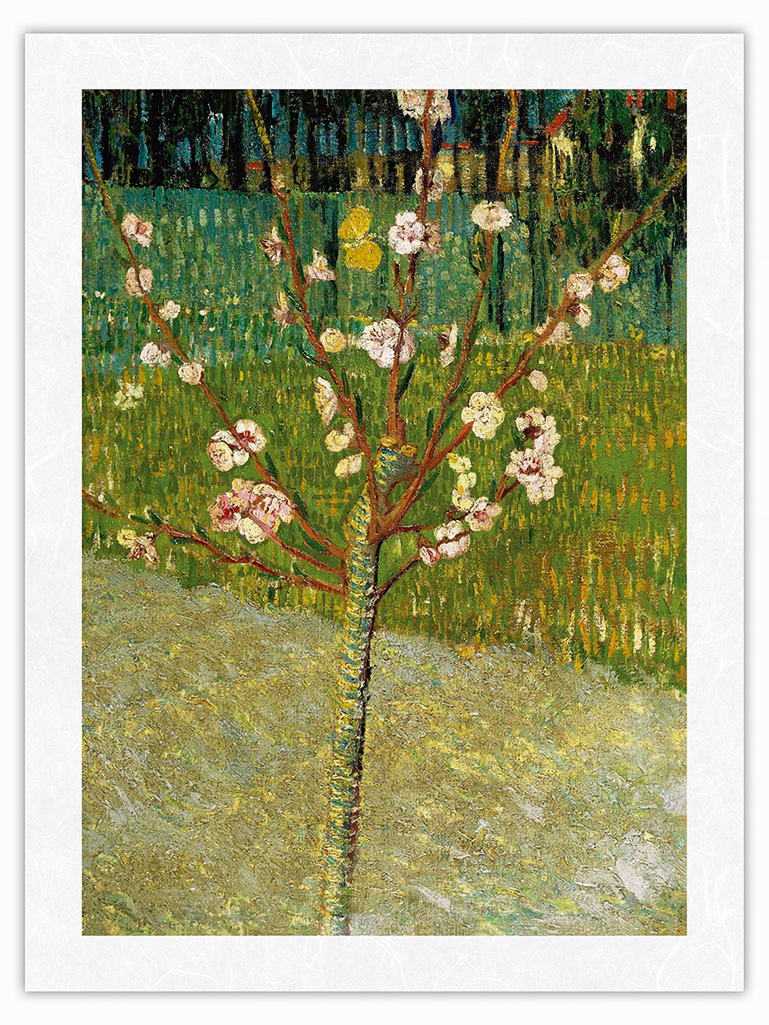 Almond Tree in Blossom - From an Original Color Painting by Vincent Van ...