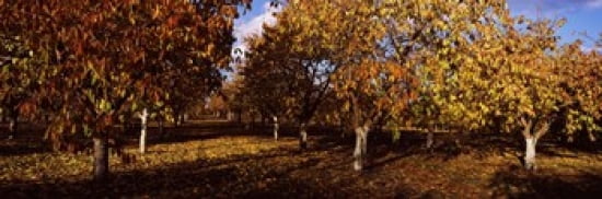 Almond Trees during autumn in an orchard California USA Canvas Art - Panoramic Images (36 x 12)