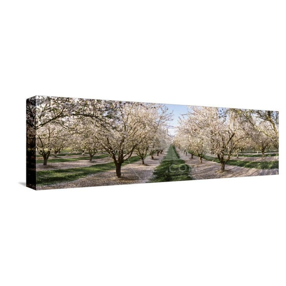 Almond Trees in an Orchard, Central Valley, California, USA, Botanical Scenic Stretched Canvas Wall Art Sold by Art.Com