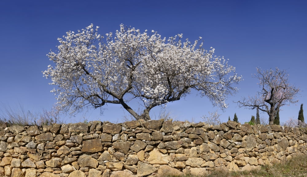 Almond blossom near the town of Vinaros Province of Castellon Spain Canvas Art - Panoramic Images (20 x 12)