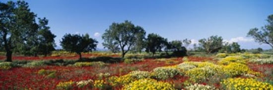 Almond trees in a field Poppy Meadow Majorca Spain Canvas Art - Panoramic Images (36 x 12)