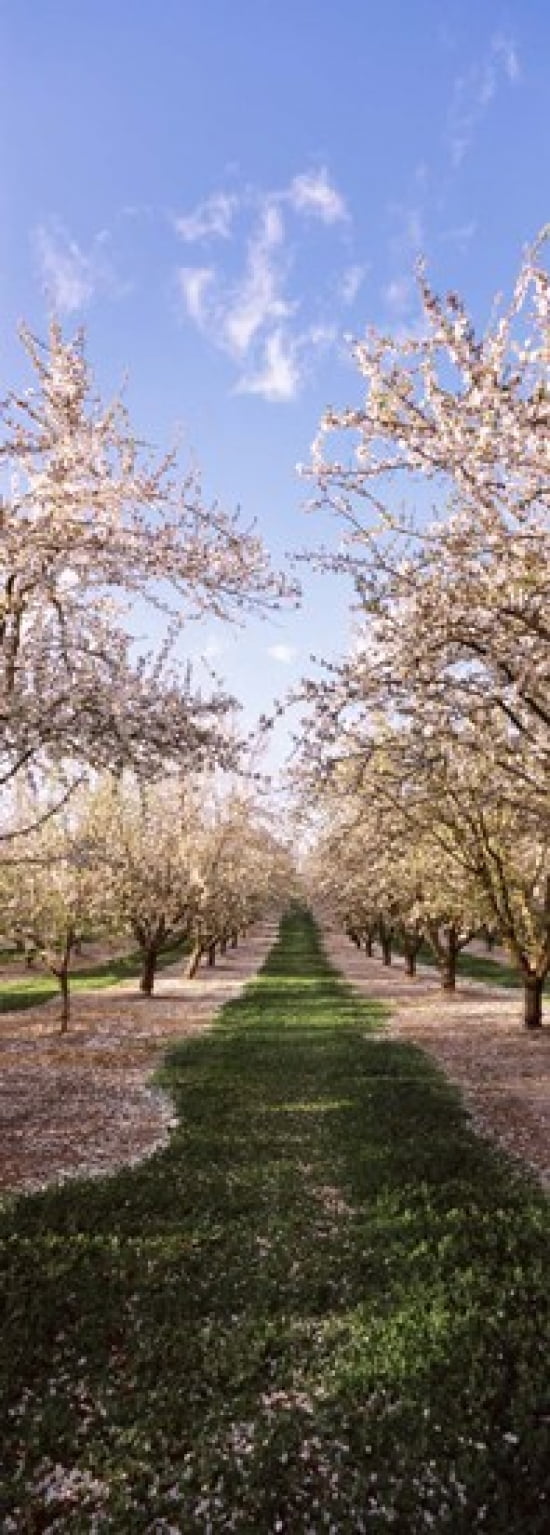 Almond trees in an orchard Central Valley California USA Canvas Art - Panoramic Images (18 x 7)