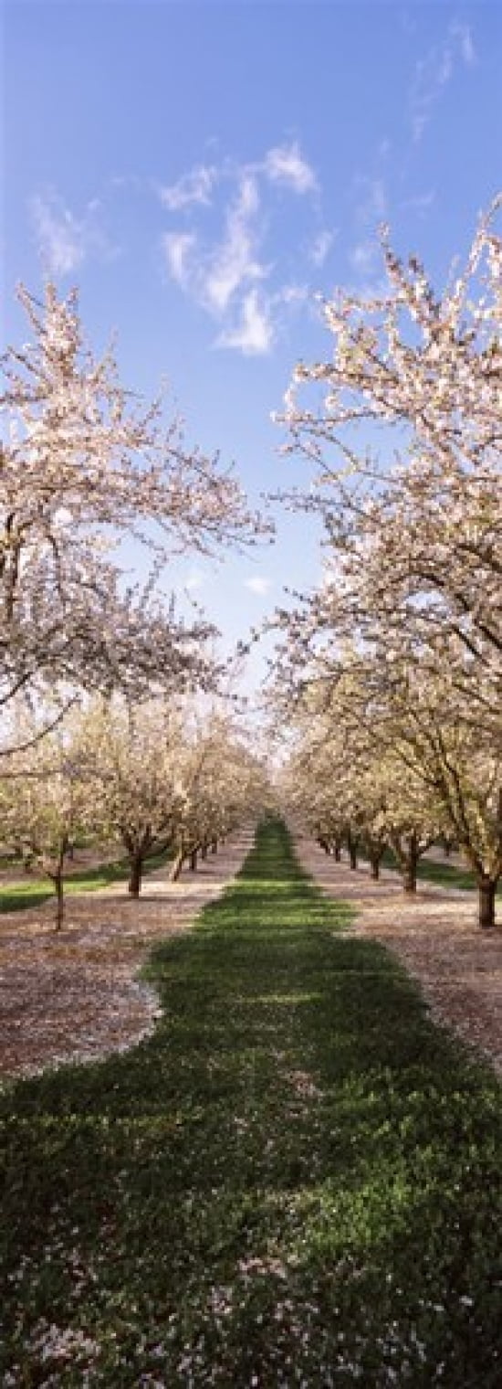 Almond trees in an orchard Central Valley California USA Canvas Art - Panoramic Images (36 x 13)