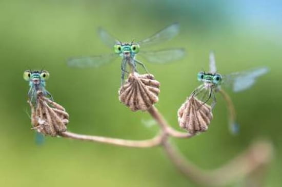 Almost ready for the flight Canvas Art - Alberto Ghizzi Panizza (24 x 36)