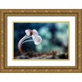thumbnail image 1 of Almustaqim, Dede 14x11 Gold Ornate Wood Framed with Double Matting Museum Art Print Titled - Snail And Mushrooms, 1 of 4