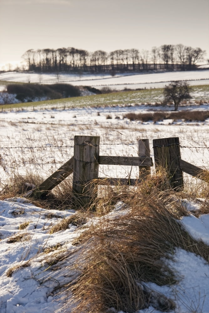 Alnmouth Northumberland England A Field With A Trace Of Snow Canvas Art - John Short Design Pics (24 x 38)
