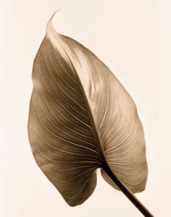 Alocasia 2 Canvas Art - Julie Greenwood (22 x 28)
