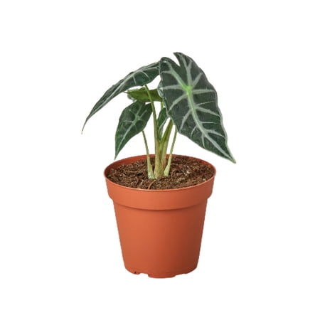 Alocasia Amazonica 'Bambino', 4" Pot, Indoor Houseplant, Easy Care, Live Plant for Indoor & Outdoor