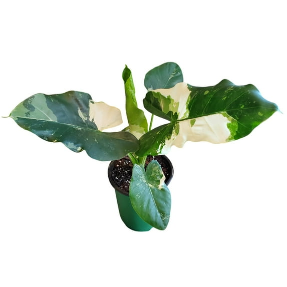 Alocasia Appaloosa Gold Live Plant – Variegated Alocasia Macrorrhiza in 6-Inch Nursery Pot – Rare Elephant Ear Houseplant – Tropical Indoor Decorative Plant, 18–22 Inches Tall