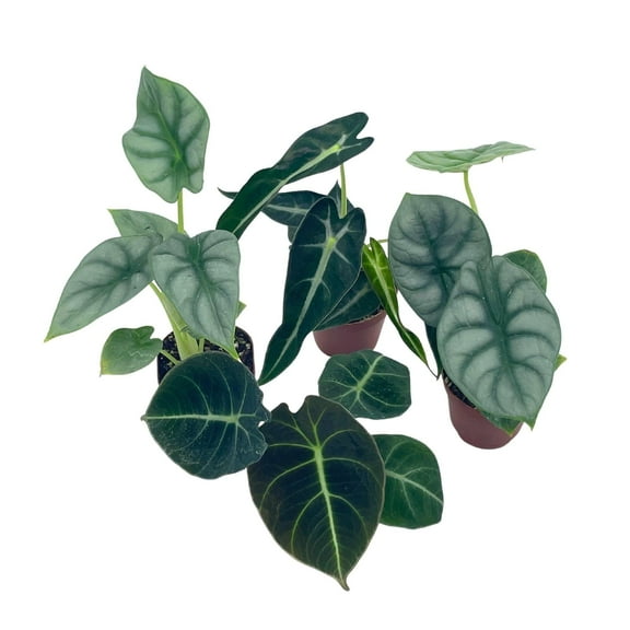 Alocasia Assortment Set, 2 inch pots, 4 Different Alocasias Frydek, Black Velvet, Silver Dragon, Maharani, Regal Shield, Bambino