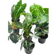 Alocasia Assortment Set, 4 inch pots, 10 Different Alocasias Frydek, Black Velvet, Maharani, Regal Shield, Bambino, Tiny Dancer, Serendiptiy