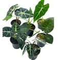 thumbnail image 1 of Alocasia Assortment Set, 4 inch pots, 6 Different Alocasias, Frydek, Black Velvet, Maharani, Regal Shield, Bambino, Tiny Dancer, Serendiptiy, 1 of 9