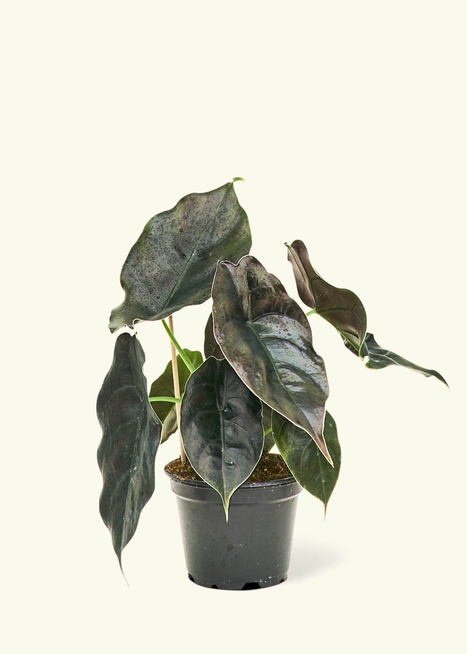 curly lipstick plant Aeschynanthus radicans 'Rasta' (S) main image 0