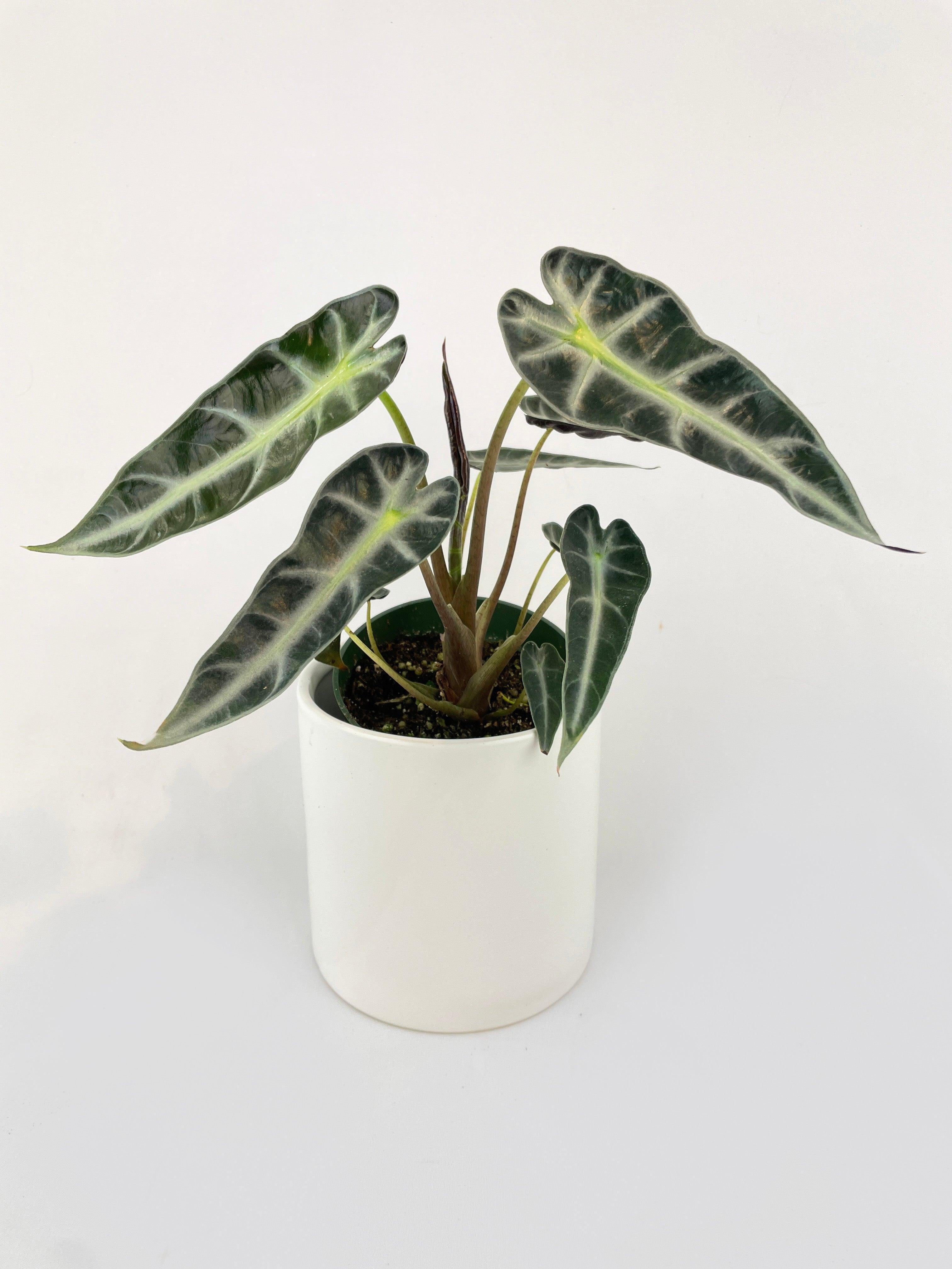 Alocasia Bambino Arrow Plant