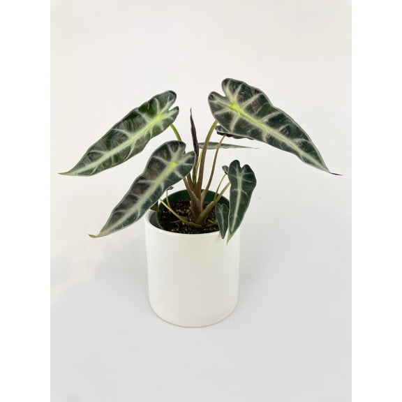 Alocasia Bambino Arrow Plant