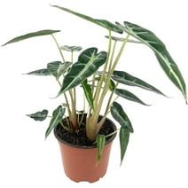 Alocasia Bambino - Live Plant in a 4 Inch Pot - Alocasia Amazonica Bambino - Florist Quality Air Purifying Indoor Plant