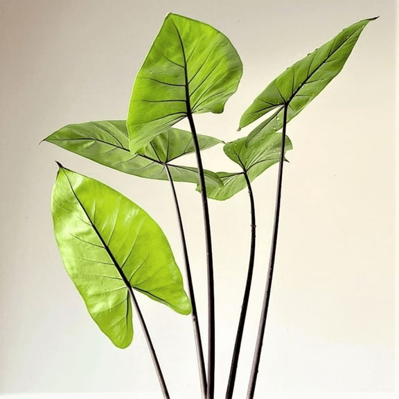 Alocasia Black Stem Plant, Black Stem Elephant Ear Live for Indoor Outdoor Growing, 4 Inch