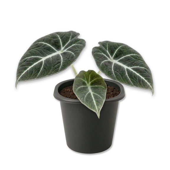 Alocasia Black Velvet - 2 Live Starter Plants - Alocasia Reginula - Thick Textured Silver Veined Decorative Foliage Houseplant