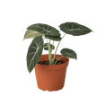 thumbnail image 1 of Alocasia Black Velvet - Live Air-Purifying Indoor Plant in Nursery Pot – Easy Care, Low Maintenance Houseplant for Home & Office Decor, Natural Air Cleaner, Best for Beginners (6"Pot), 1 of 10