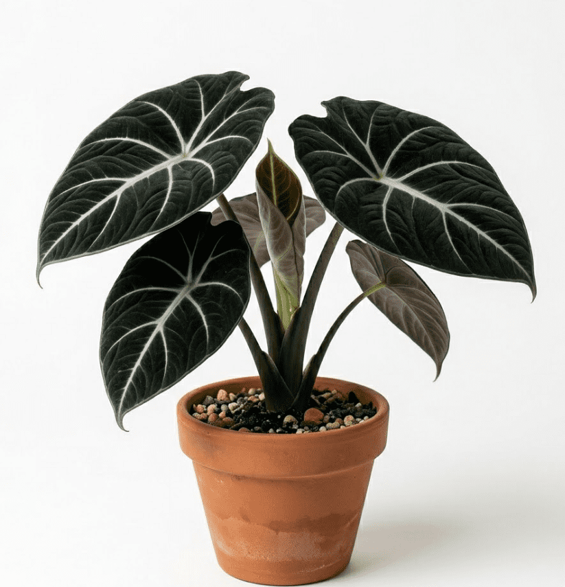 Alocasia Black Velvet Plant 4-6 Inch Tall, Velvet Dark Leaves, Rare Aesthetic Indoor Plant Decor