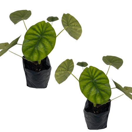 Alocasia Clyopelata (2pack) by LEAL PLANTS ECUADOR | Heart Shape Alocasia | Elephant Ear Plant