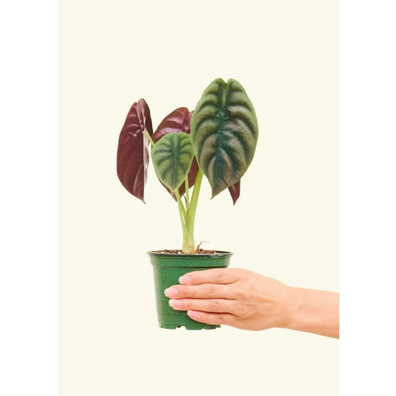 Alocasia Cuprea Live Green Plant in 4" Pot