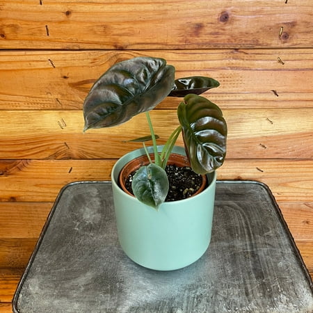 Alocasia Cuprea Red Secret, 4" Plant, The Plant Farm