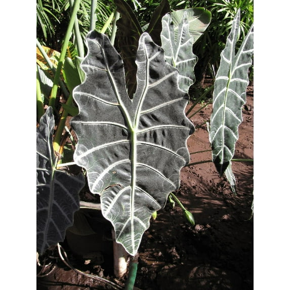 Daylily Nursery 3.5" Alocasia Cuprea Red Tropical Live Plant