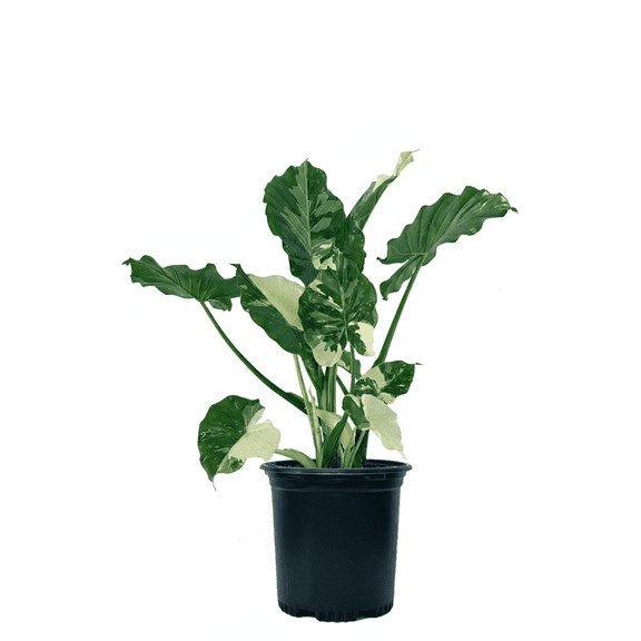 Alocasia Dawn Variegated - Rare Plant Collection - Live Plant (15-25 in. Tall) in Growers Pot
