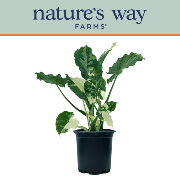 Alocasia Dawn Variegated - Rare Plant Collection - Live Plant (15-25 in. Tall) in Growers Pot