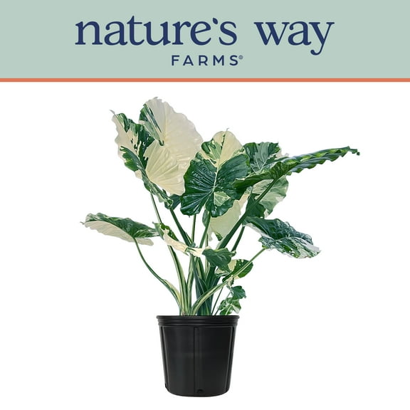 Alocasia Dawn Variegated - Rare Plant Collection - Live Plant (25-30 in. Tall) in Growers Pot