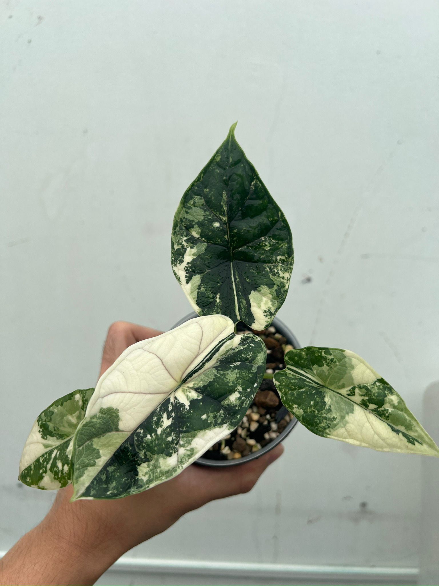 Alocasia 'Dragon Scale' Variegated Rare Plant- Get Similar, 4