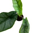 thumbnail image 1 of Alocasia Dragon's Breath 2 inch Rare Jewel Alocasia Alocasia Heterophylla Tiny Minix Pixie Plant, 1 of 8