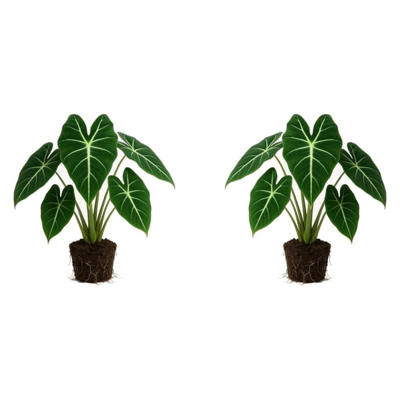 Alocasia Elephant Ear Starter Plants Set of 2, Tropical Foliage, Partial Shade, USDA Zones 9-11, Ships Bare Root, No Pot