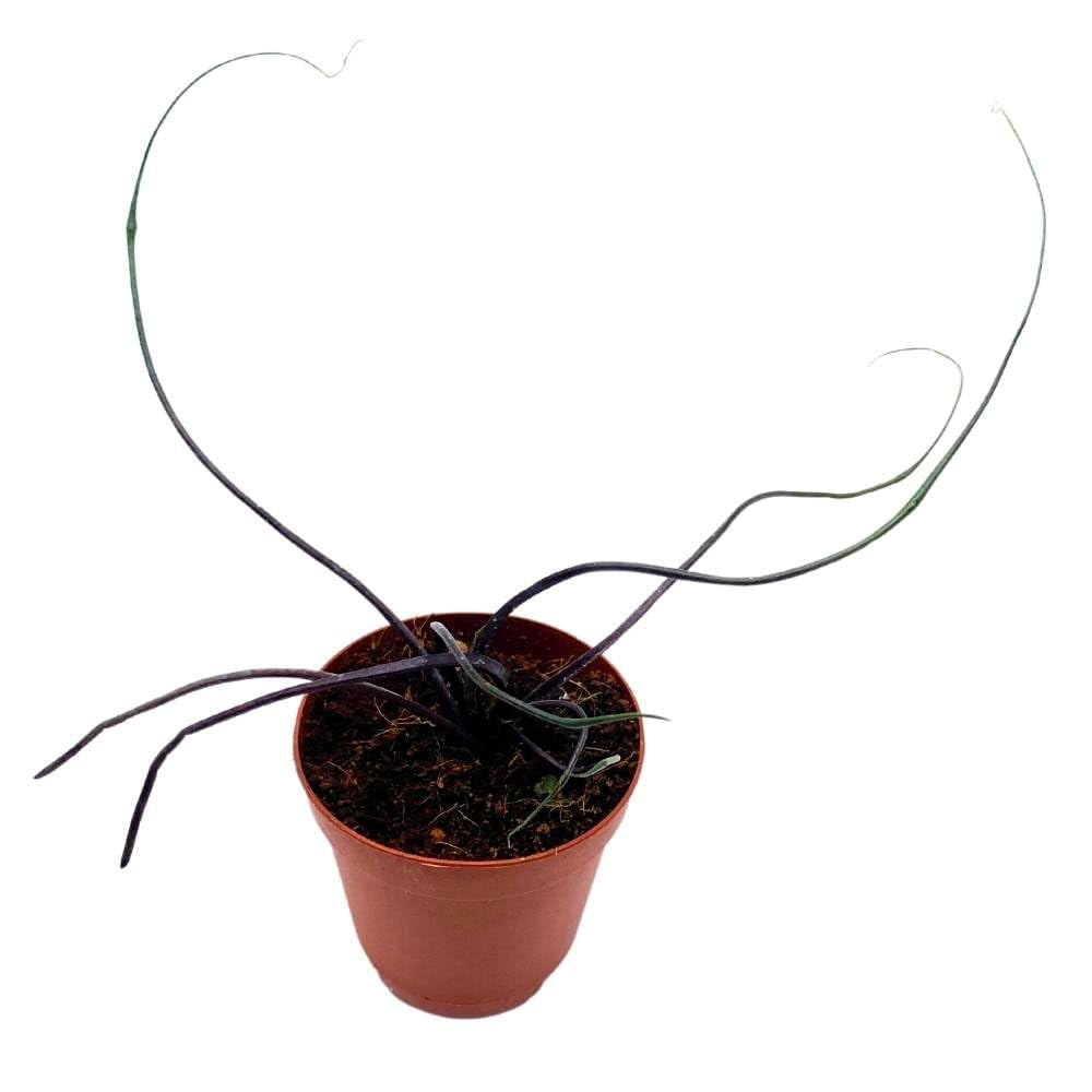 pflanzen olivenbaum Mediteraner Olivenbaum Balkon – Green Me Up