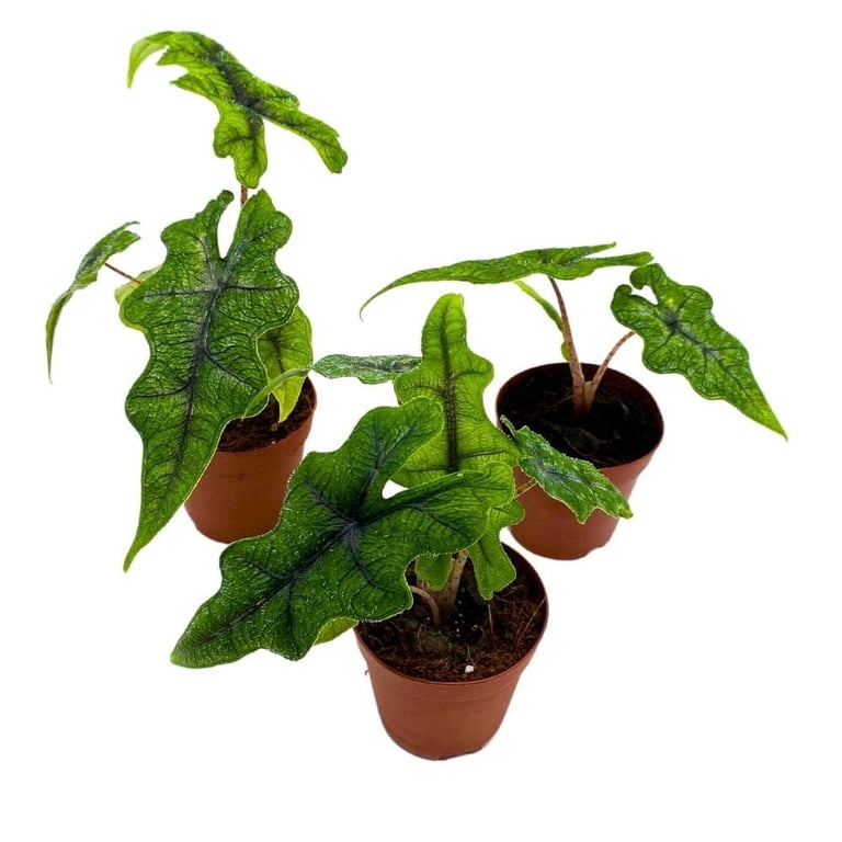 bonsai anfänger pflanzen Bonsai Anzuchtset kaufen ➤ Handmade & Plastikfrei main image 1
