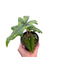 thumbnail image 1 of Alocasia 'Jacklyn', 4" Pot, Indoor Houseplant, Easy Care, Live Plant for Indoor & Outdoor, 1 of 5